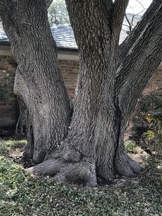Mature heritage tree close to a Careywood property cared for by certified arborists